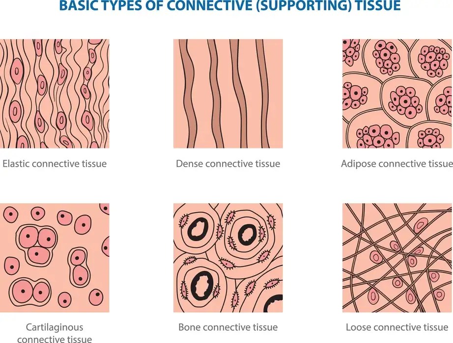 Animal Tissues 88Guru