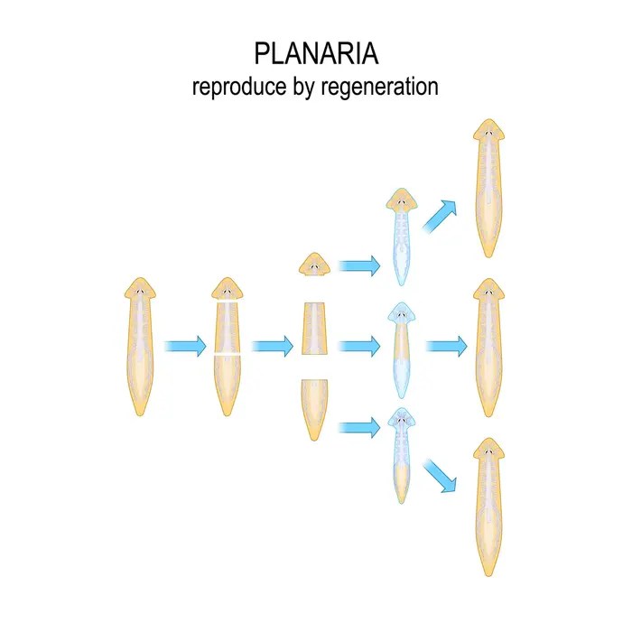 Asexual Reproduction Animals 88Guru