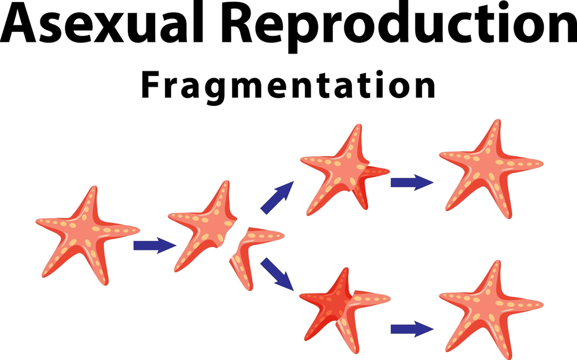 Asexual Reproduction Animals 88Guru