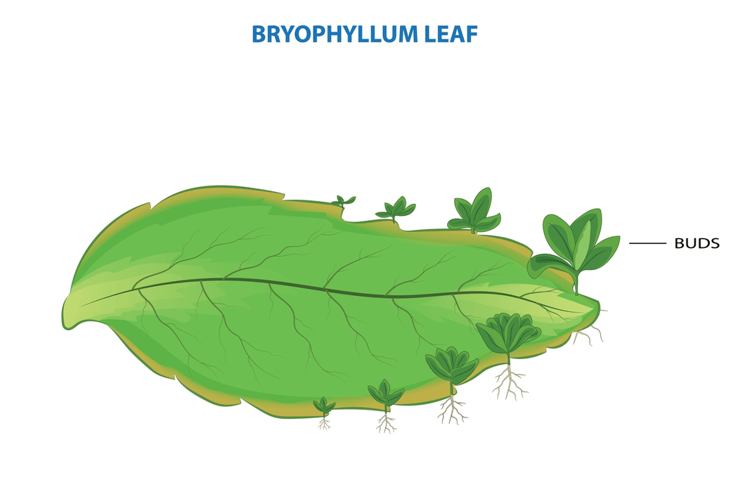 Asexual Reproduction Plants 88Guru