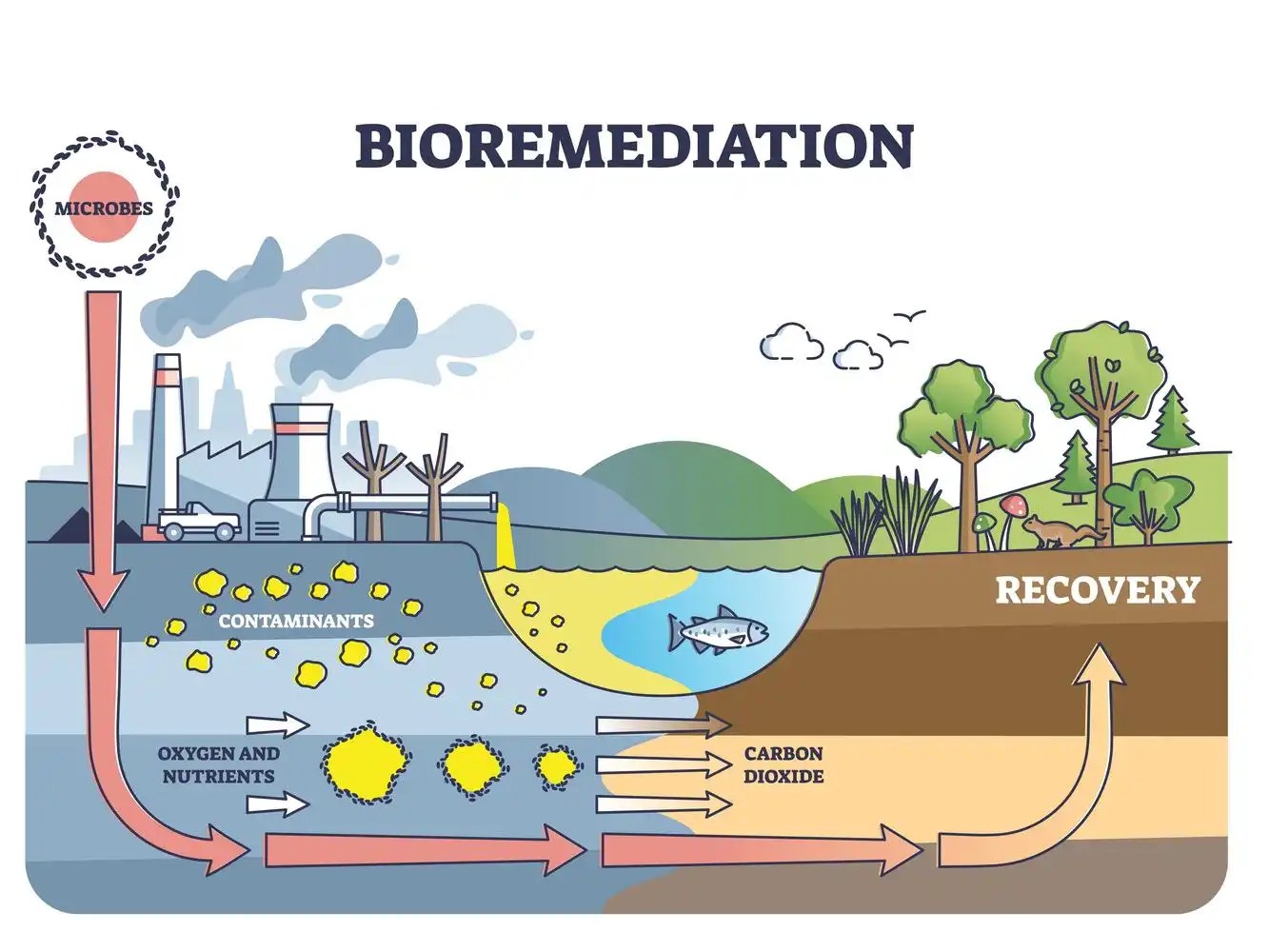Bioremediation 88Guru