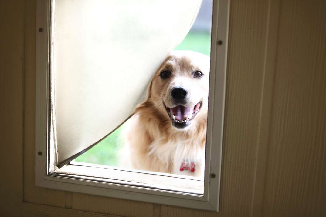 How to Install a Doggy Door
