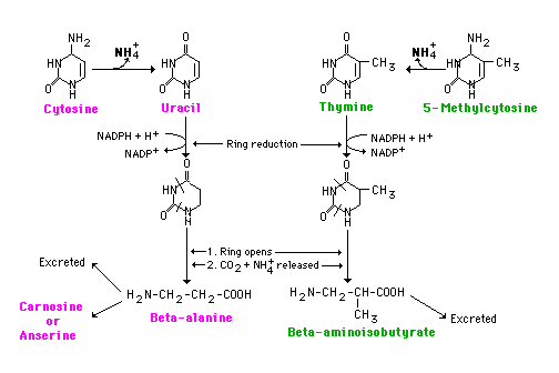 PURINES AND PYRIMIDINES