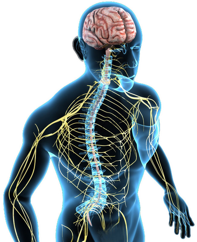 Musculoskeletal and connective tissues NeuRA Library