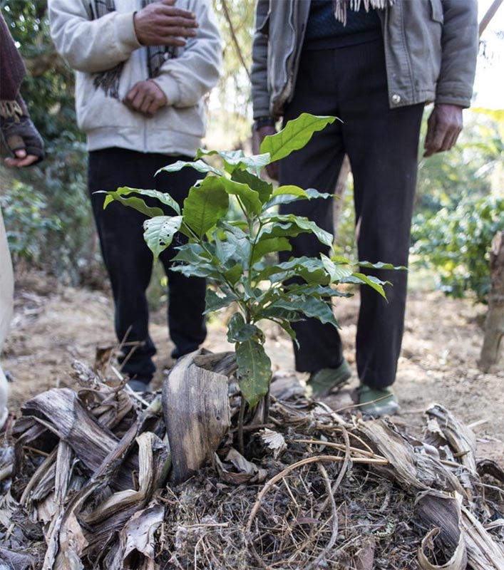 Nepal Coffee Overview Sweet Maria's Coffee Library