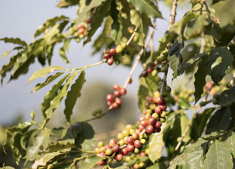 Nepal Coffee Overview Sweet Maria's Coffee Library