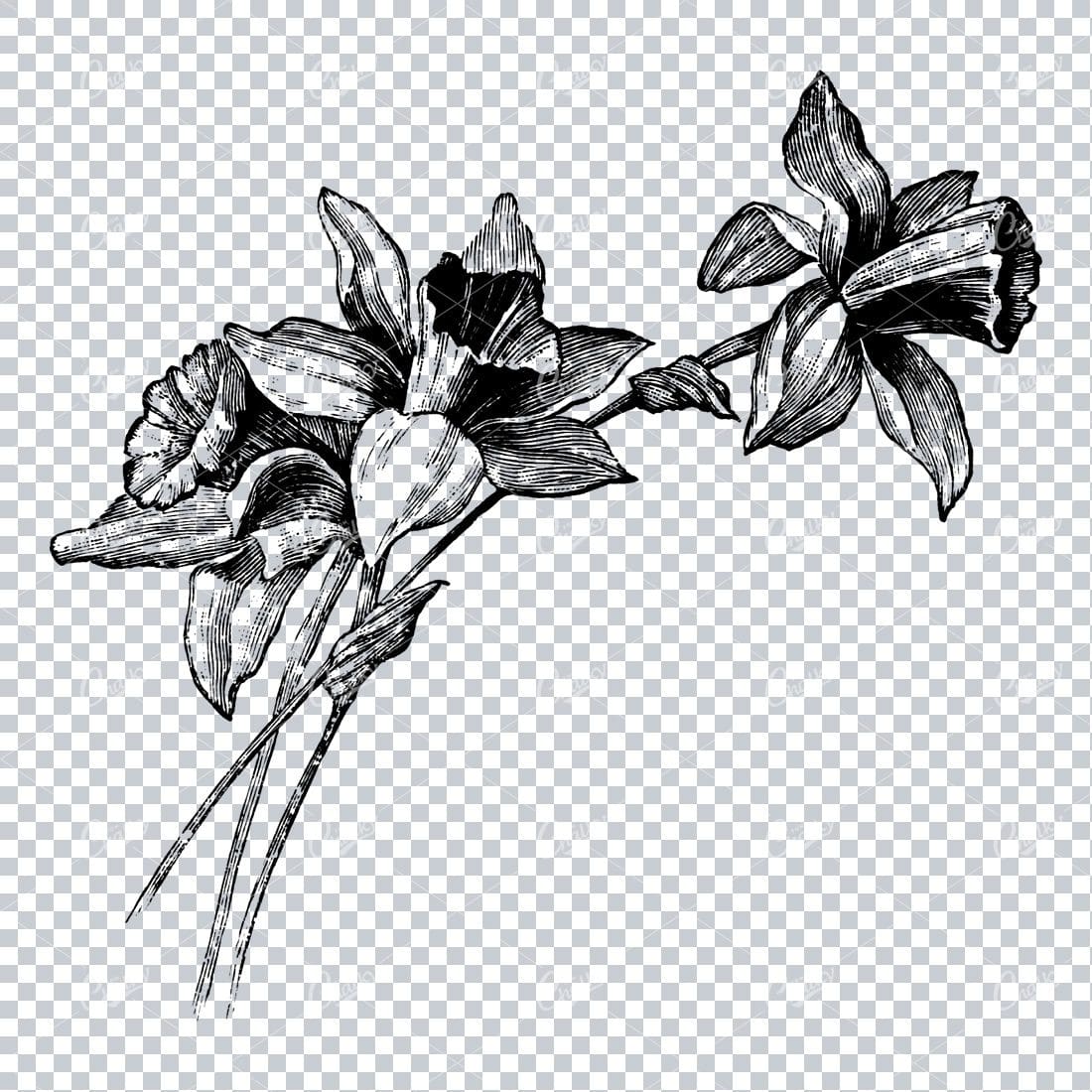 Vintage Illustration of Flower Heads No.1 Tom Chalky Library