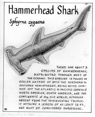 Hammerhead Shark Diagram