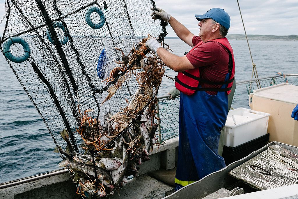 Newfoundland Cod Pot Study Says CPUE Can be Increased Nearly 150 With