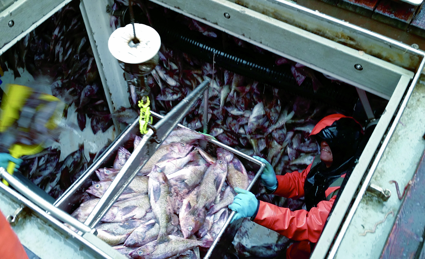 Oregon Seafood Industry Targets Rockfish Market, Supply Chain with New