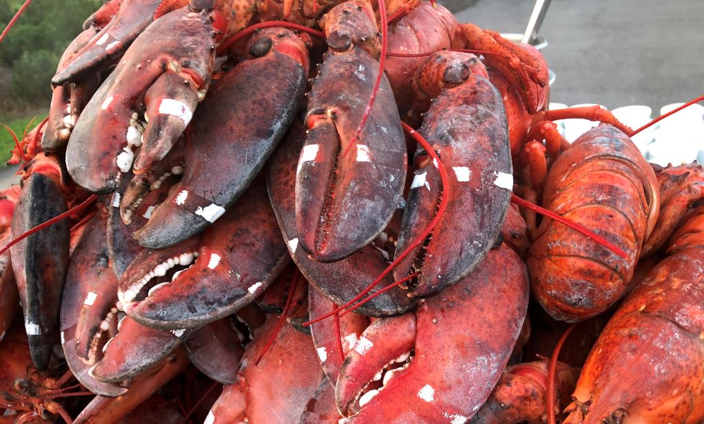 Boston Lobster Price Increases Dramatically in Beijing; Some Importers Switch to European Lobsters