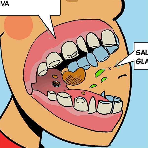 Your Amazing Digestive System Library For Kids