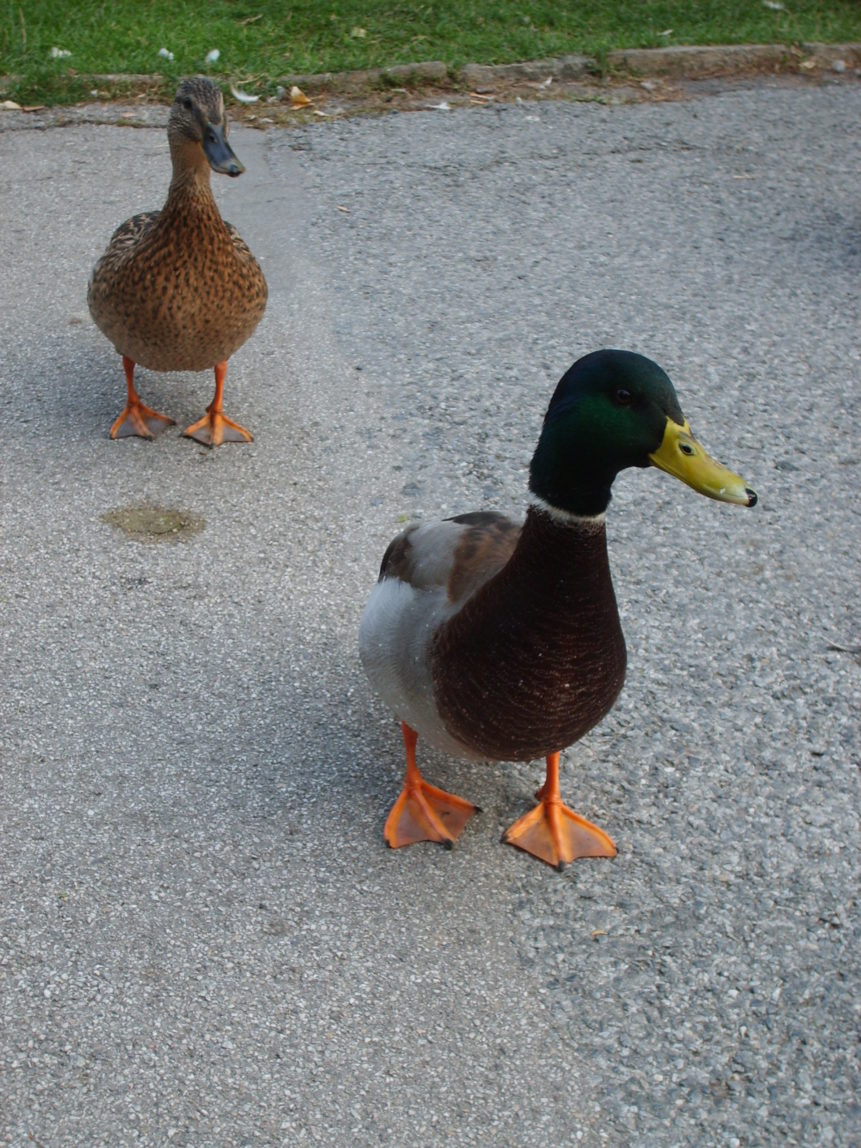 Walking ducks Copyrightfree photo (by M. Vorel) LibreShot