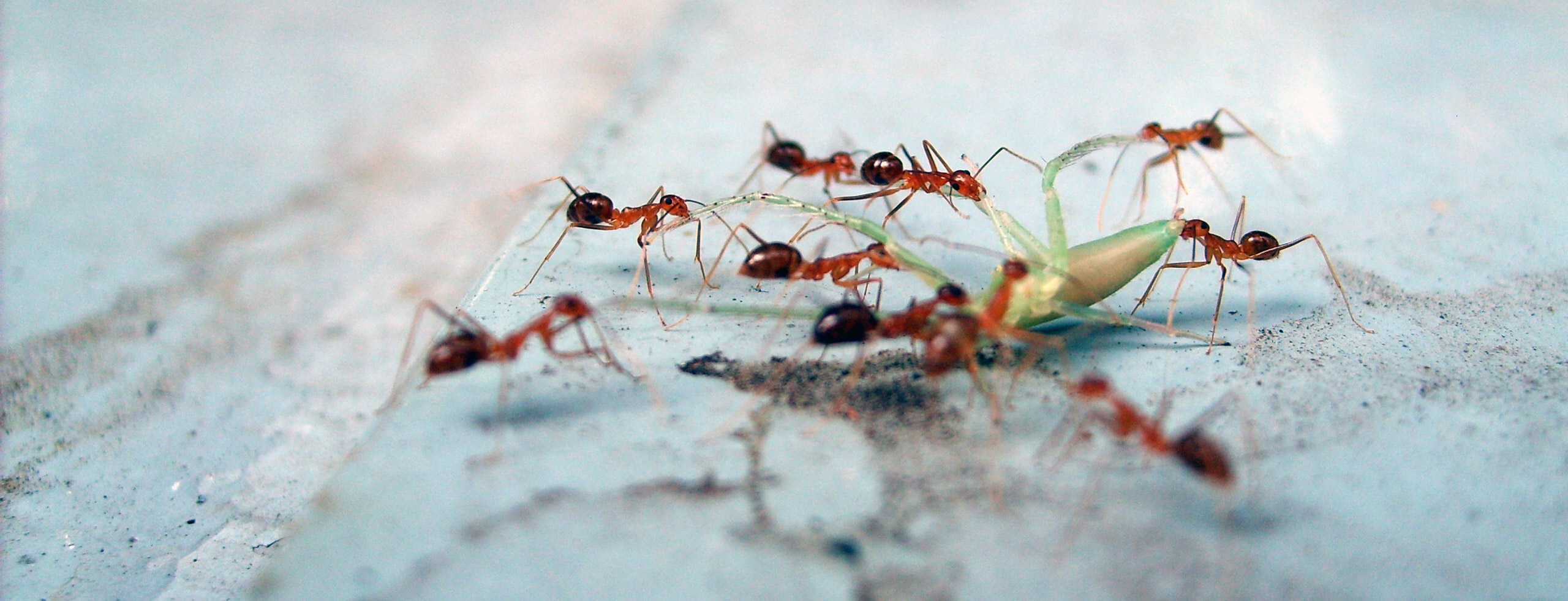Ants eat the Copyrightfree photo (by M. Vorel) LibreShot