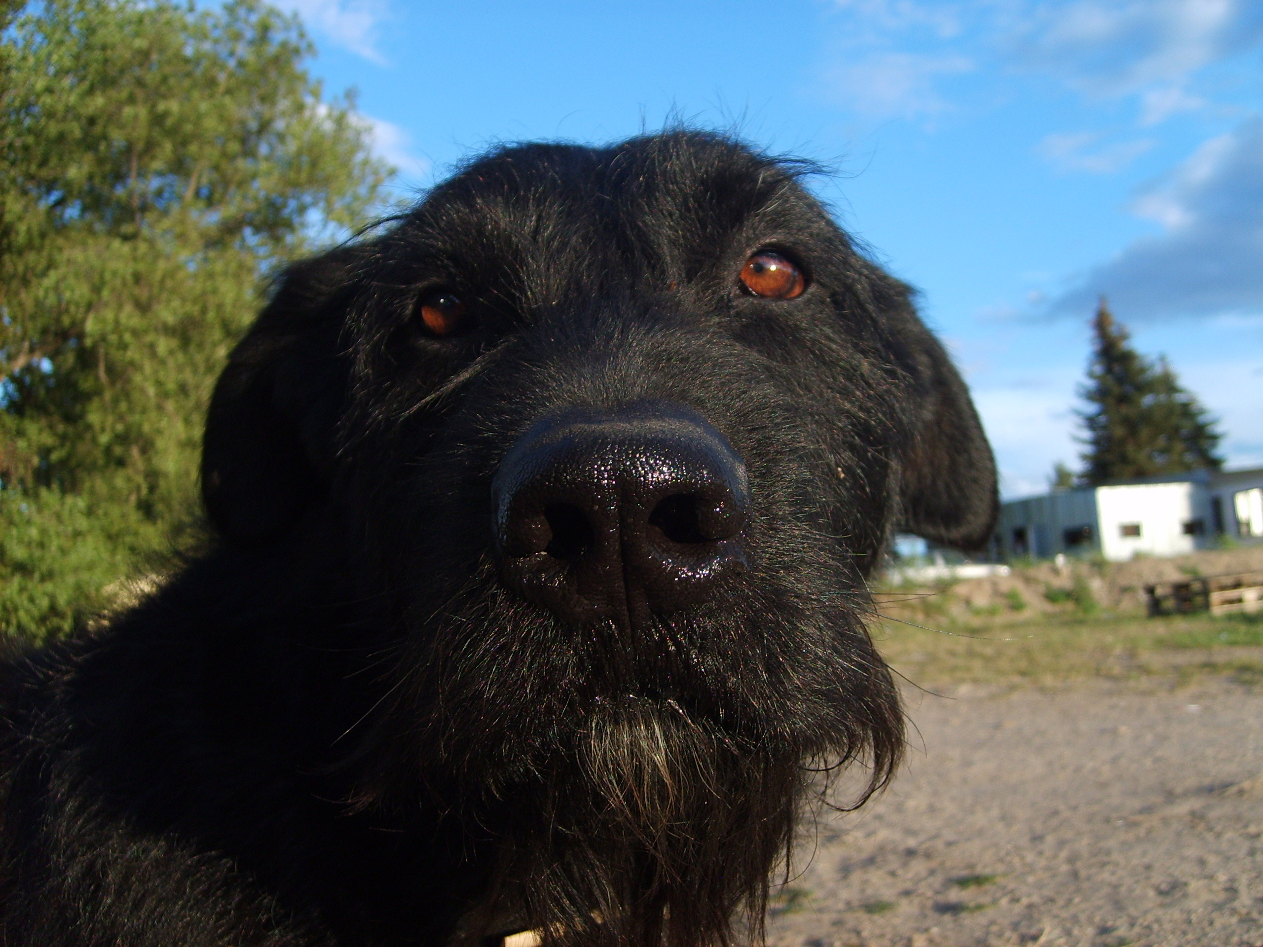 Little Black Bugs on Dogs Identifying, Treating, and Preventing