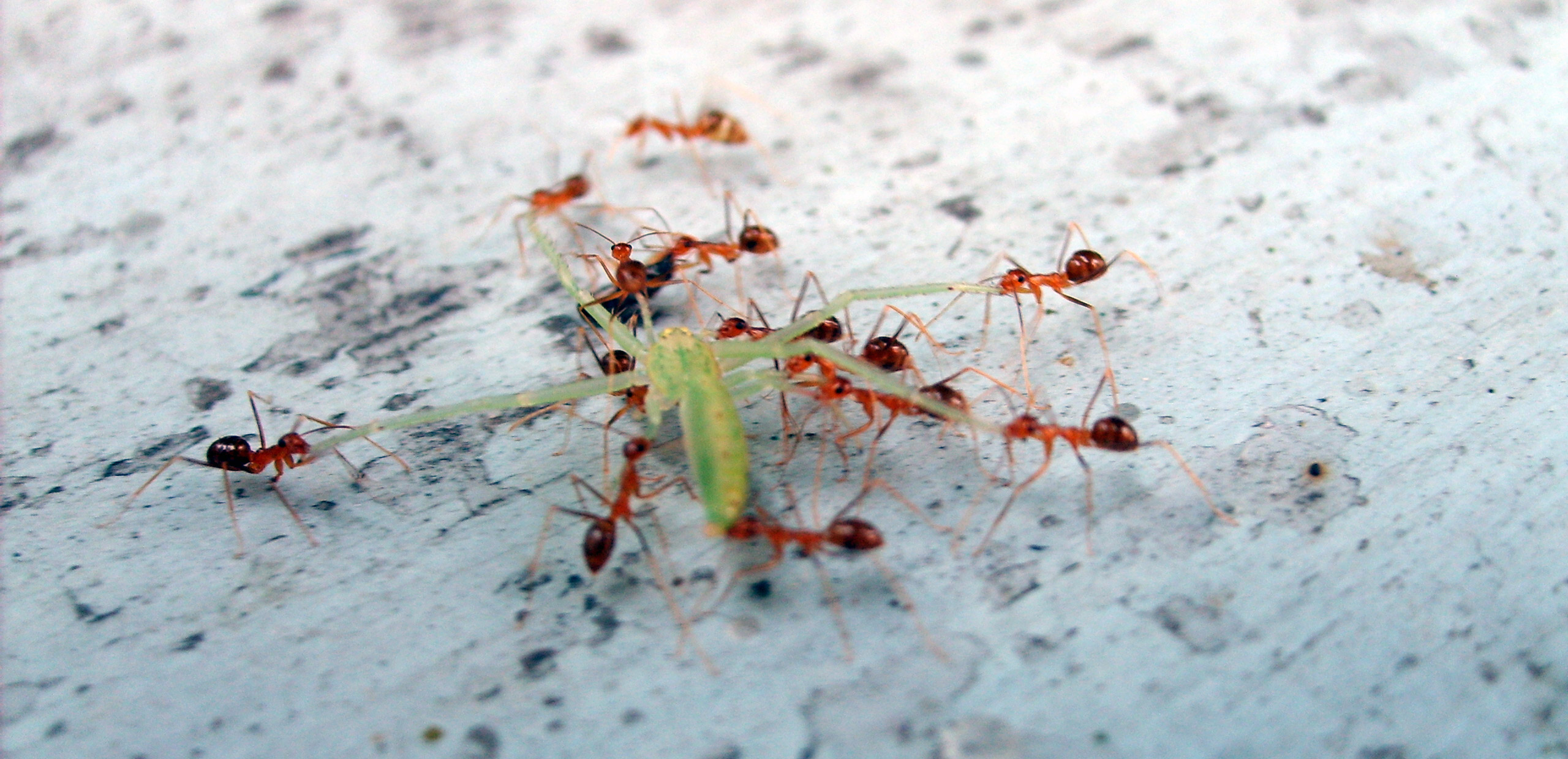 Ants eat the Copyrightfree photo (by M. Vorel) LibreShot