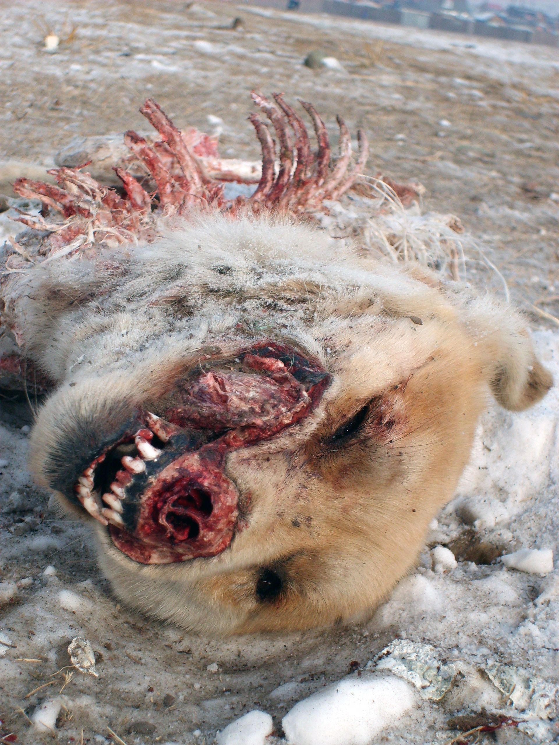 Dead Dog Copyrightfree photo (by M. Vorel) LibreShot