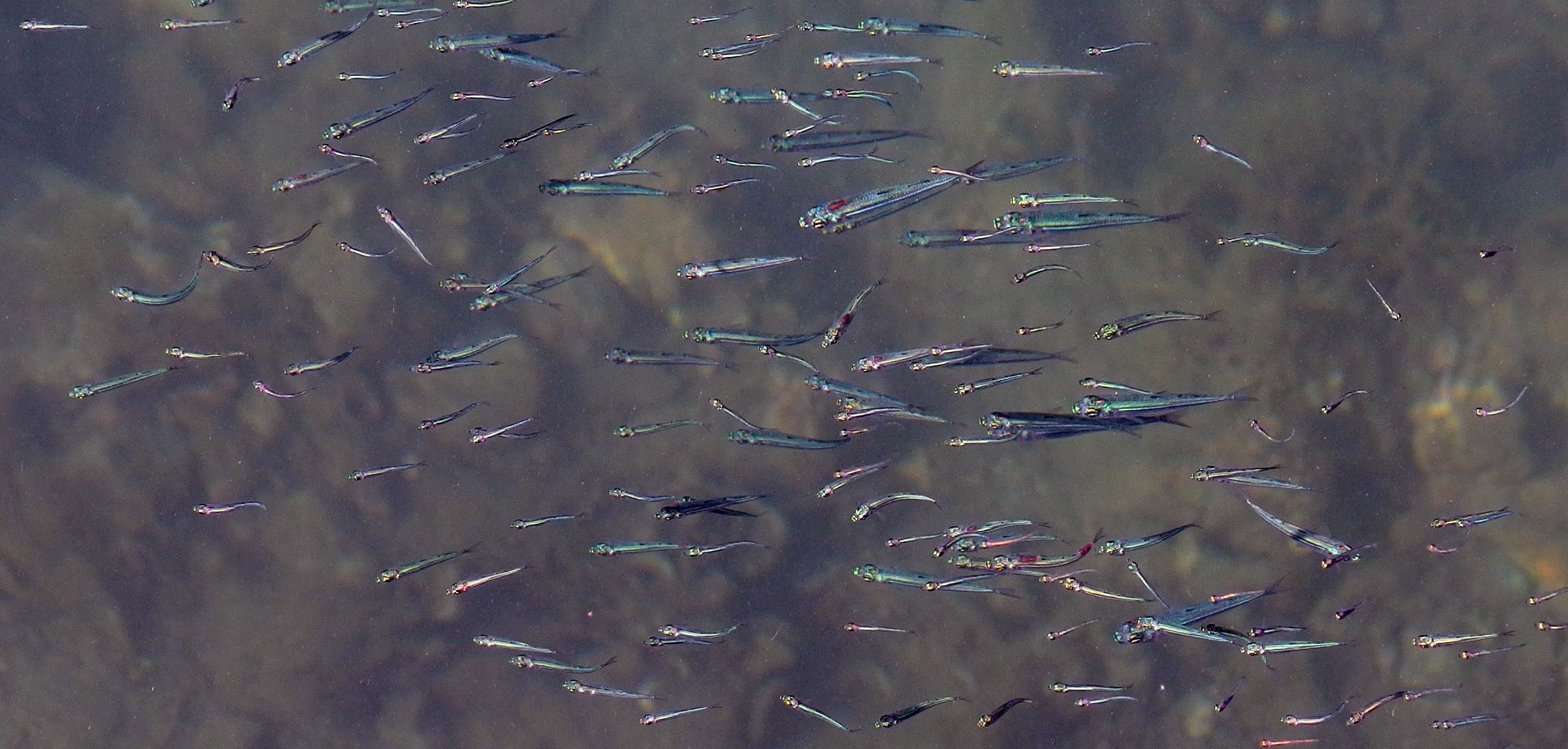 Why Is My Fish Swimming Vertically? Exploring Causes, Prevention, and Solutions