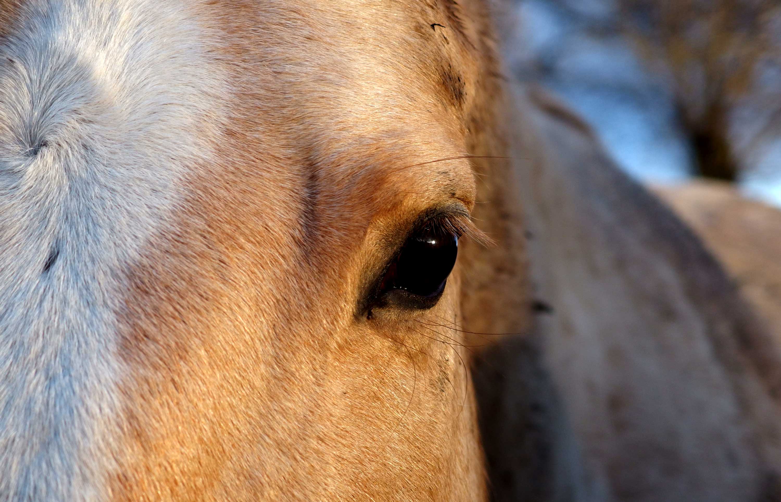 FREE IMAGE The Eye of a White Horse Libreshot Public Domain Photos