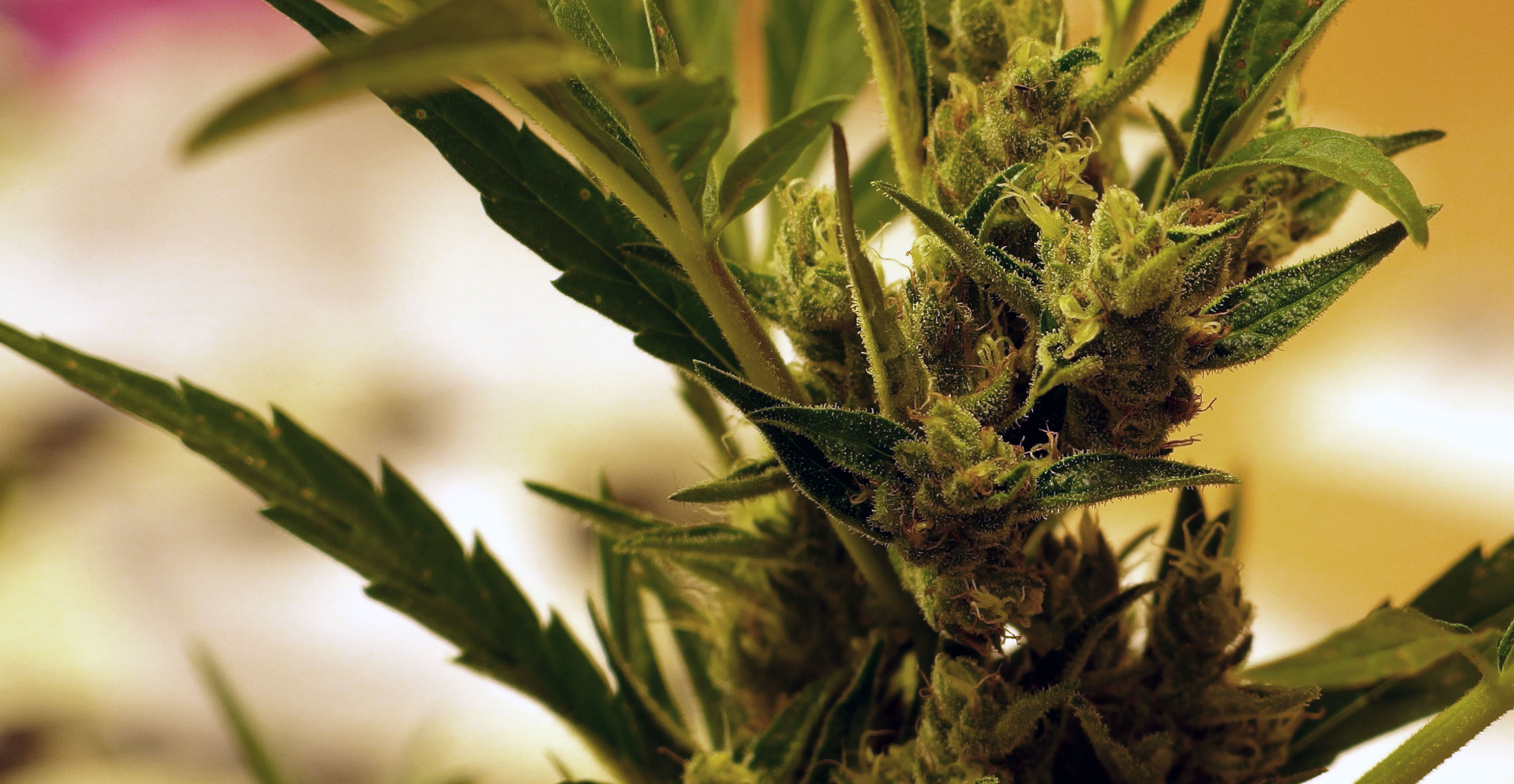 FREE IMAGE Ganja Libreshot Public Domain Photos