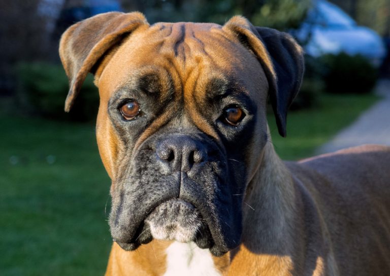 Boxer dog face Copyrightfree photo (by M. Vorel) LibreShot