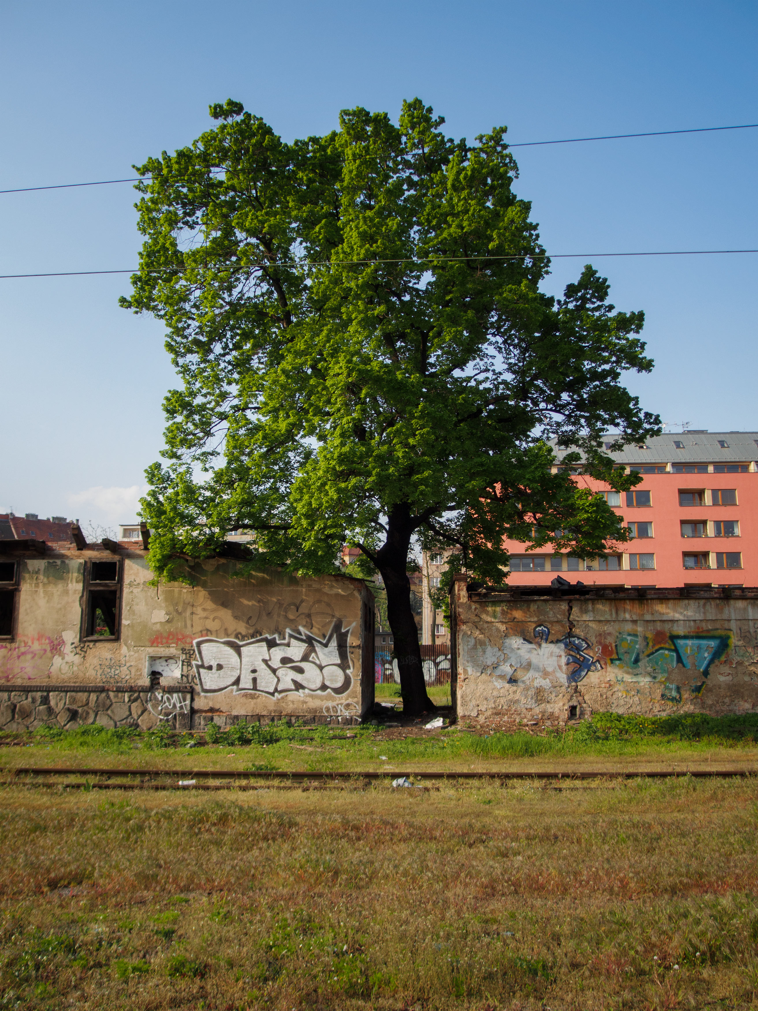Tree in the city Copyrightfree photo (by M. Vorel) LibreShot