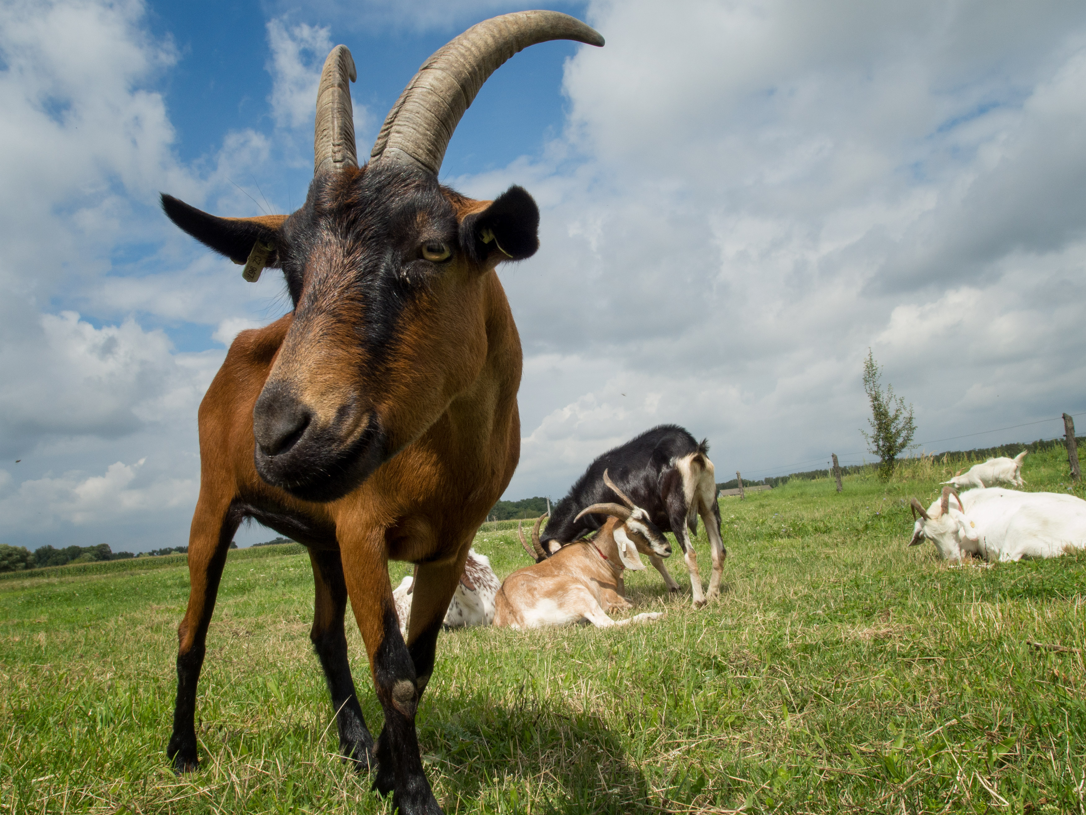 Free Image: Brown Goat | Libreshot Public Domain Photos