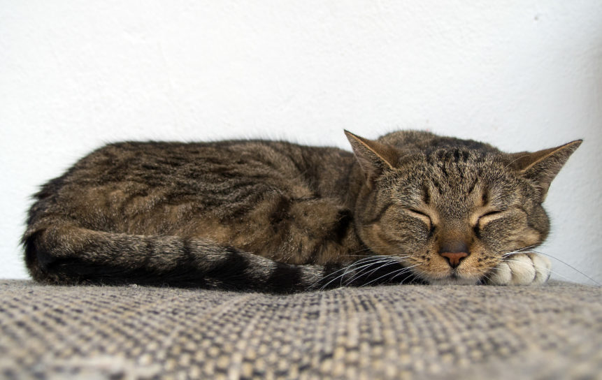 Cat Sleeping On The Couch Copyrightfree photo (by M. Vorel) LibreShot