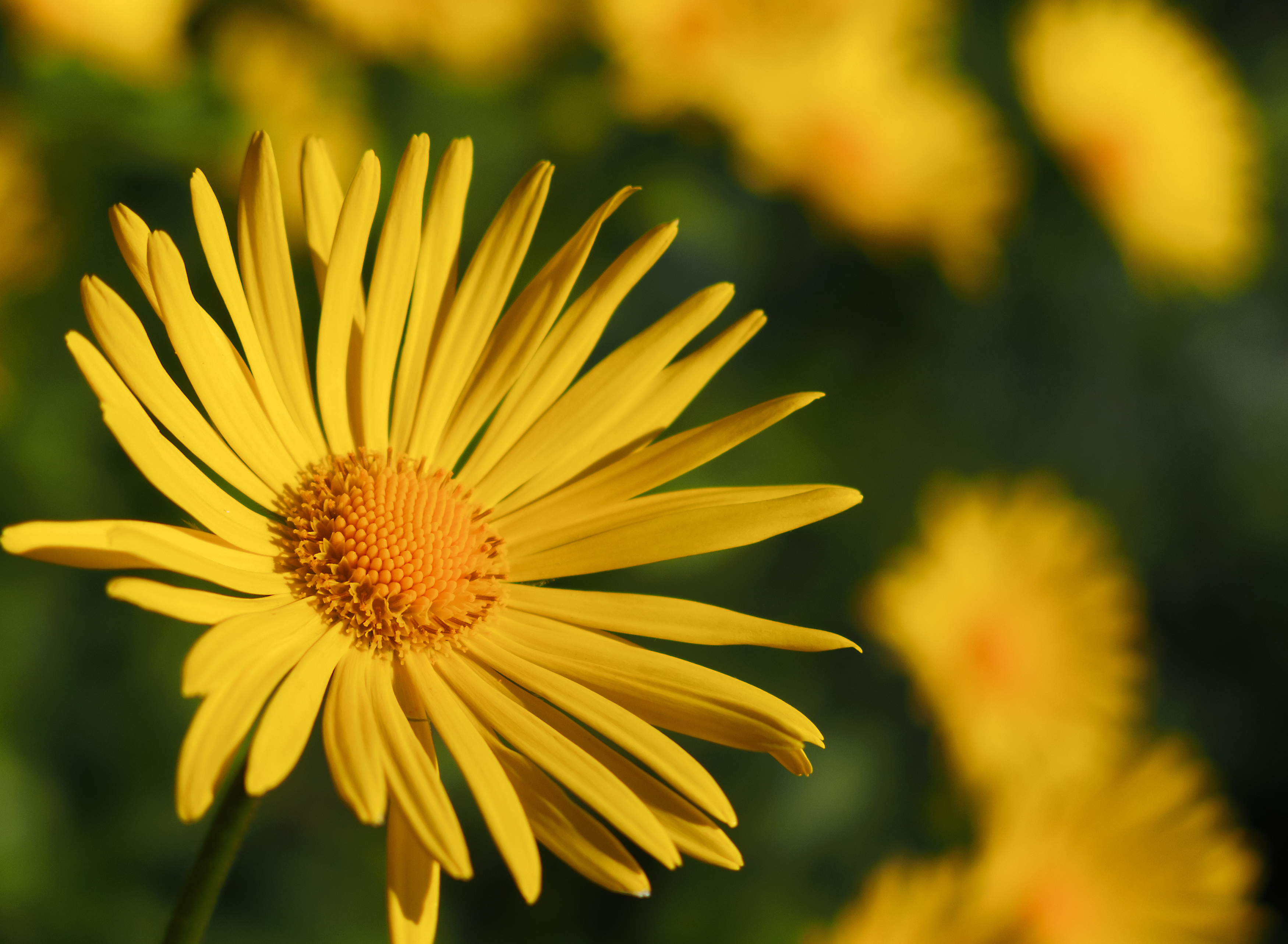Yellow Flower Copyrightfree photo (by M. Vorel) LibreShot