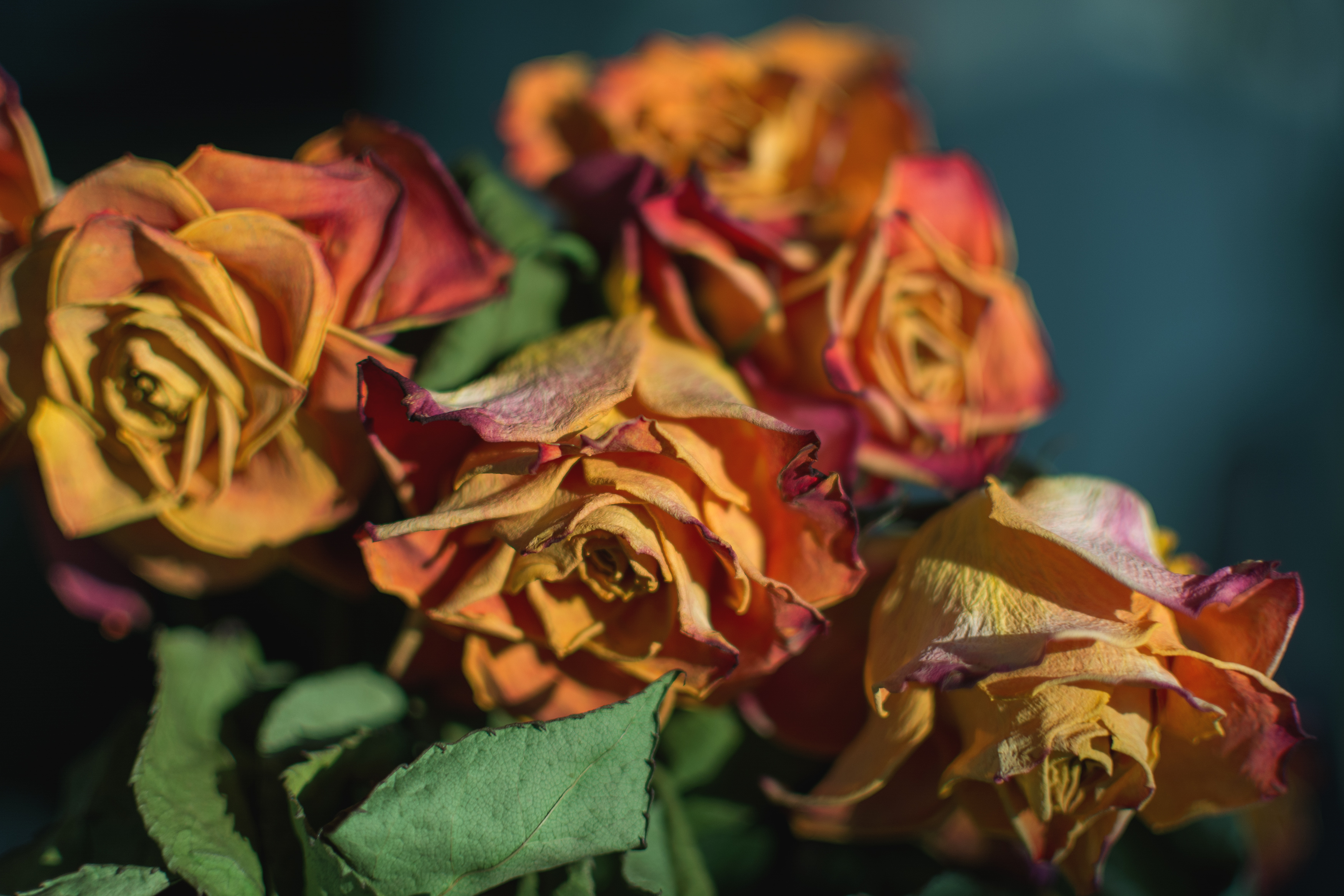 Dry Roses Copyrightfree photo (by M. Vorel) LibreShot
