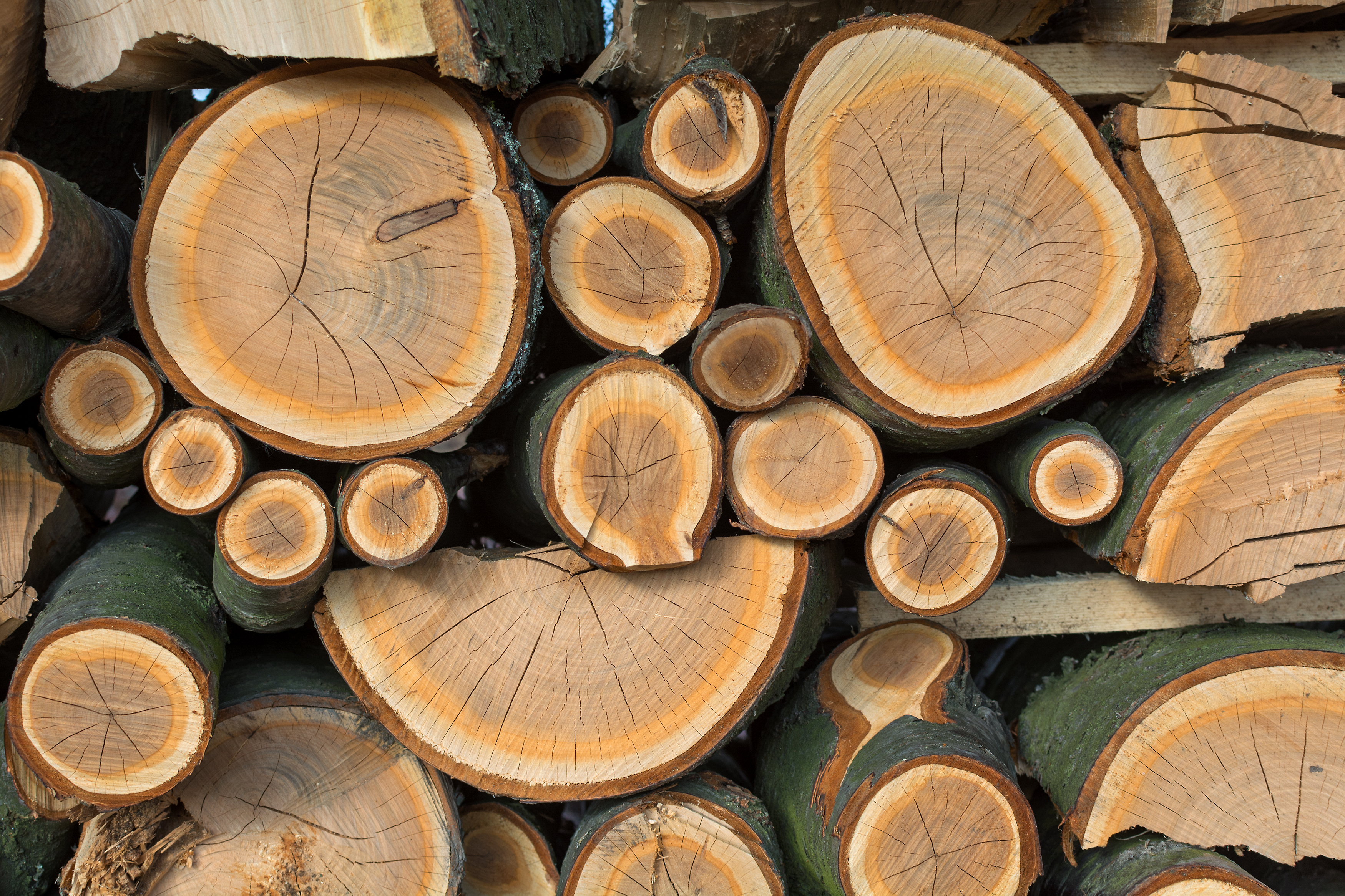 Wood Copyrightfree photo (by M. Vorel) LibreShot