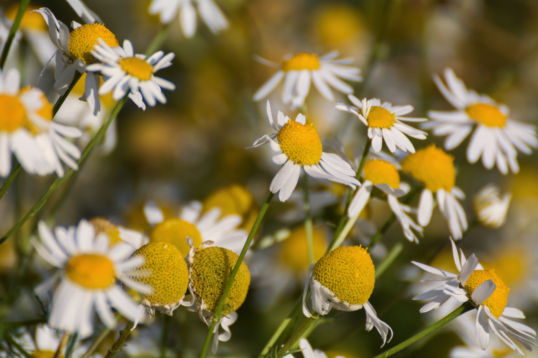 Chamomile Copyrightfree photo (by M. Vorel) LibreShot