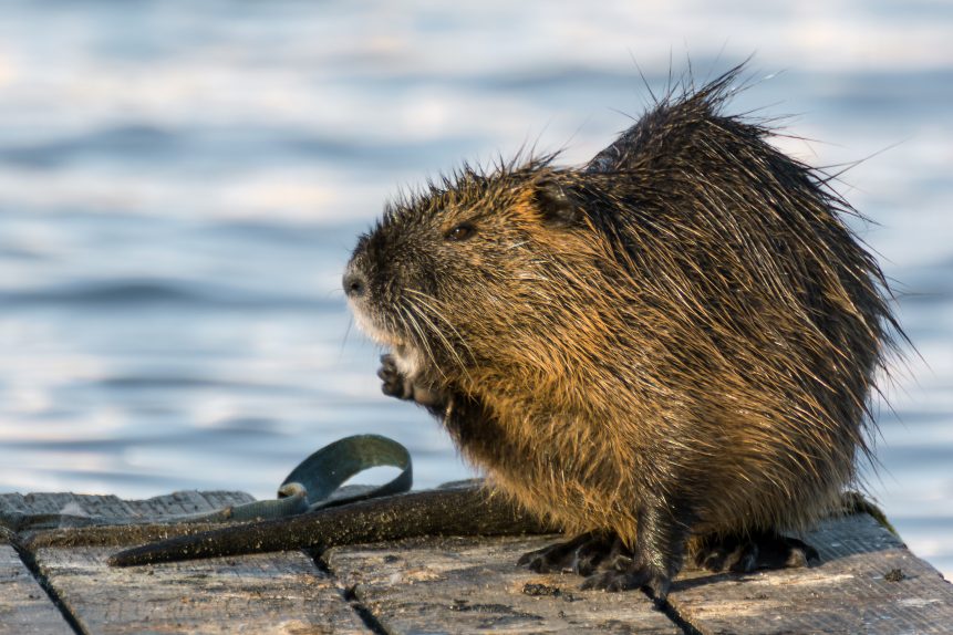 Coypu Copyrightfree photo (by M. Vorel) LibreShot