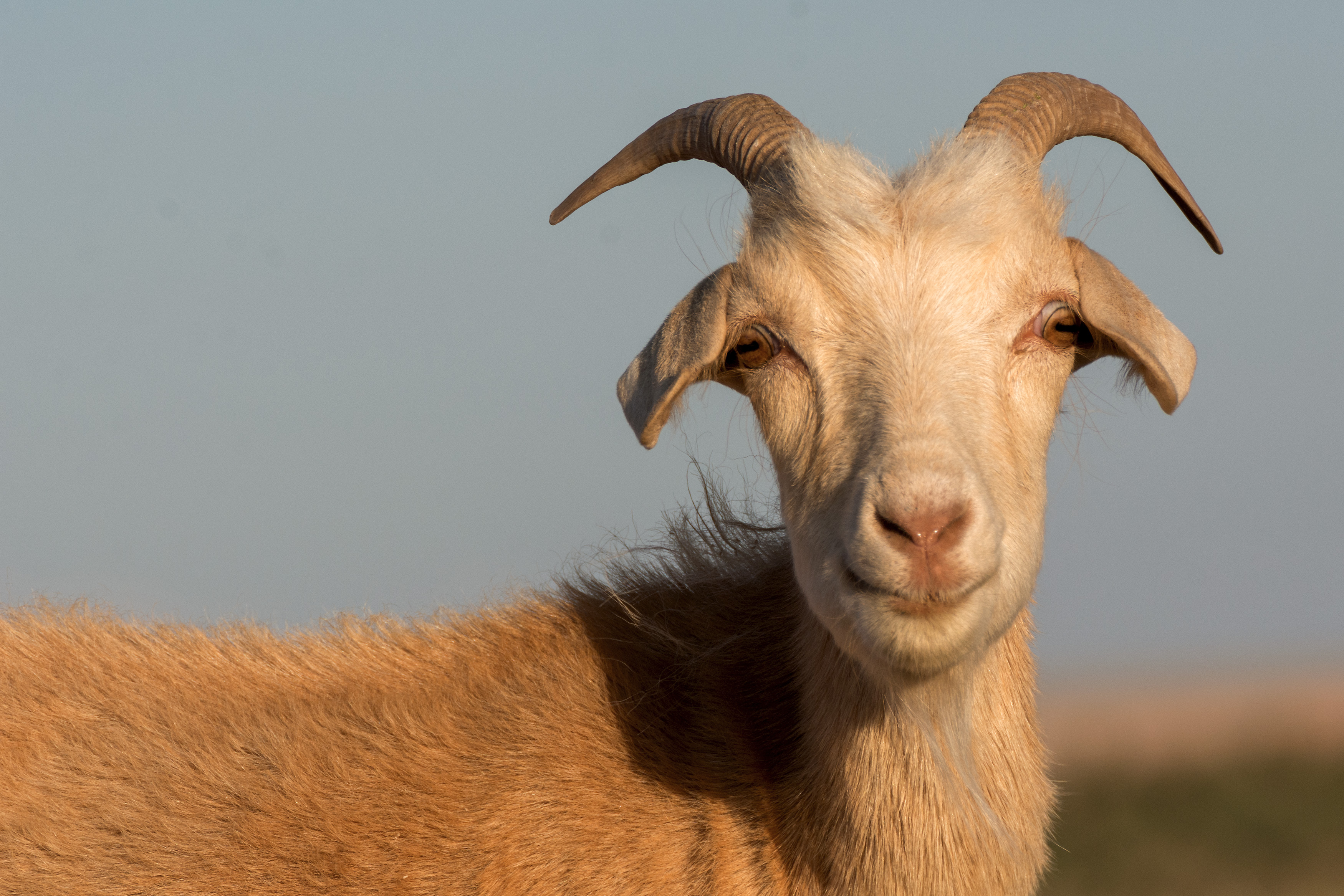 White Goat Face Copyrightfree photo (by M. Vorel) LibreShot