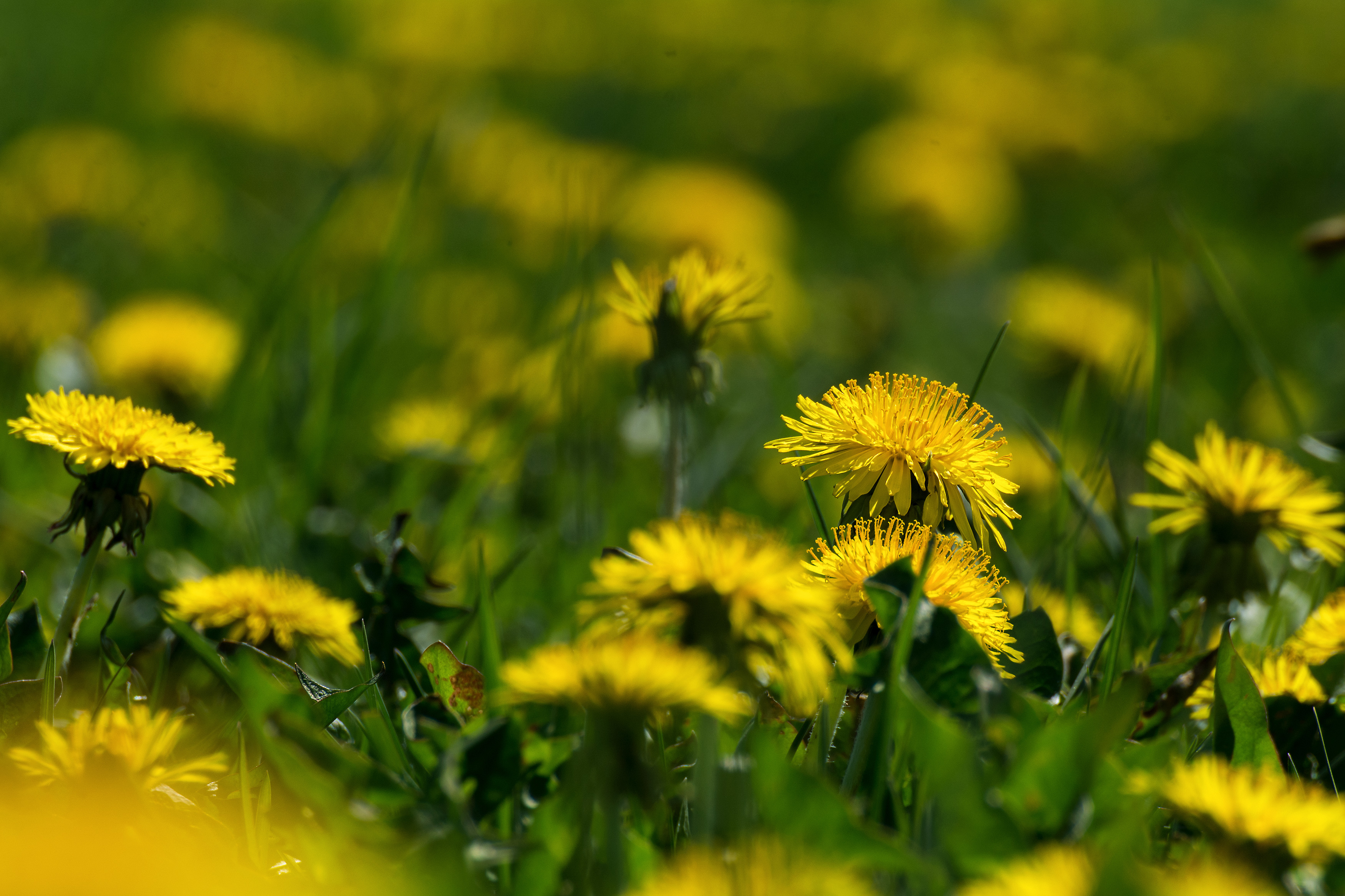 Yellow Dandelions on the Meadow Copyrightfree photo (by M. Vorel