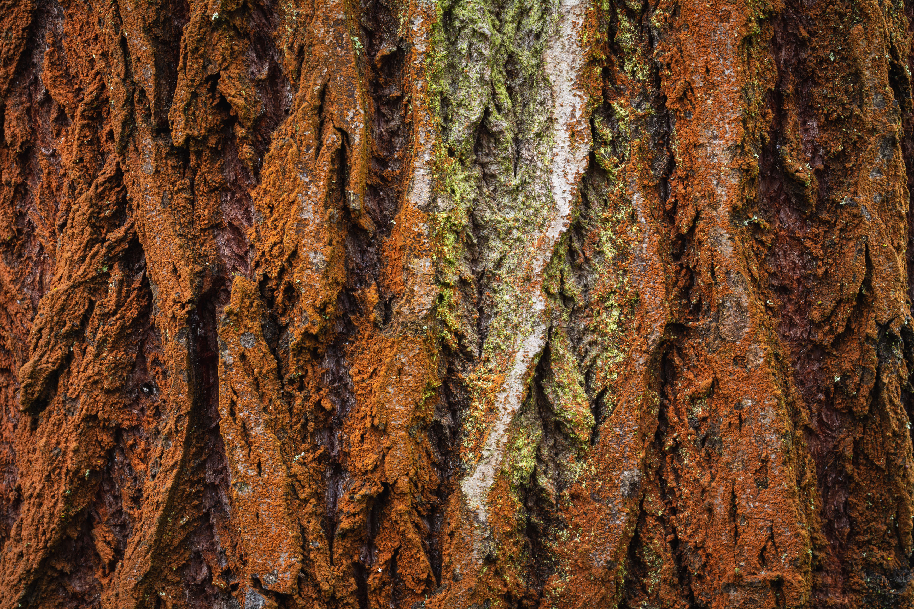 Red Bark Copyrightfree photo (by M. Vorel) LibreShot
