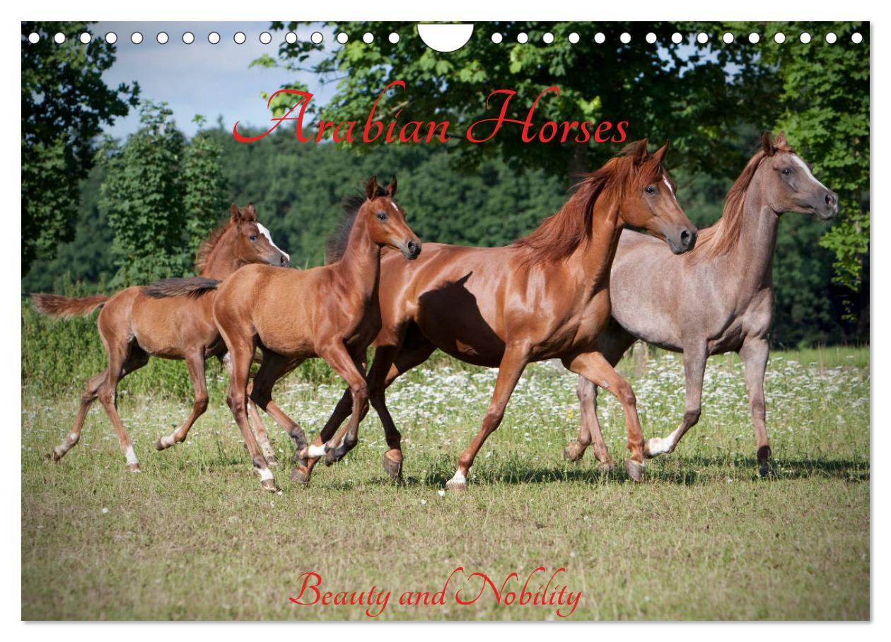 Arabian Horses Beauty And Nobility (Wall Calendar 2025 DIN A4 landscape), CALVENDO 12 Month Wall Calendar Calendar/Diary calendar Libristo EU Arabian Horses Beauty And Nobility (Wall Calendar 2025 DIN A4 landscape), CALVENDO 12 Month Wall Calendar Calendar/Diary calendar Libristo EU