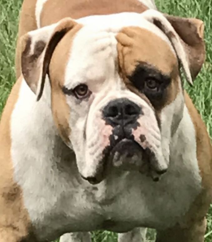 +44 English Bulldog Breeders Long Island