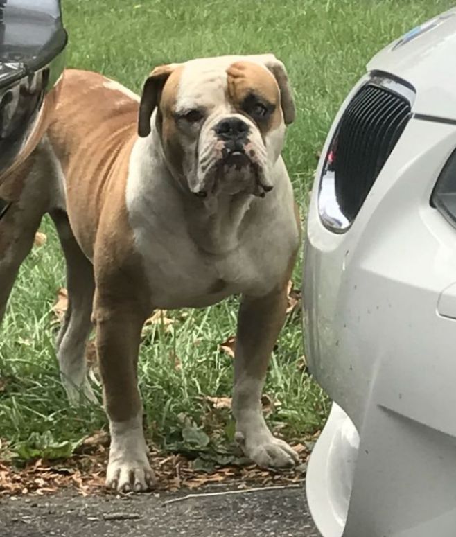 Long Island's Finest Olde English Bulldogges Breeder of Quality