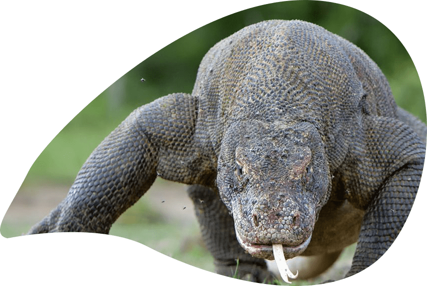 Komodo Dragon Berasal Dari