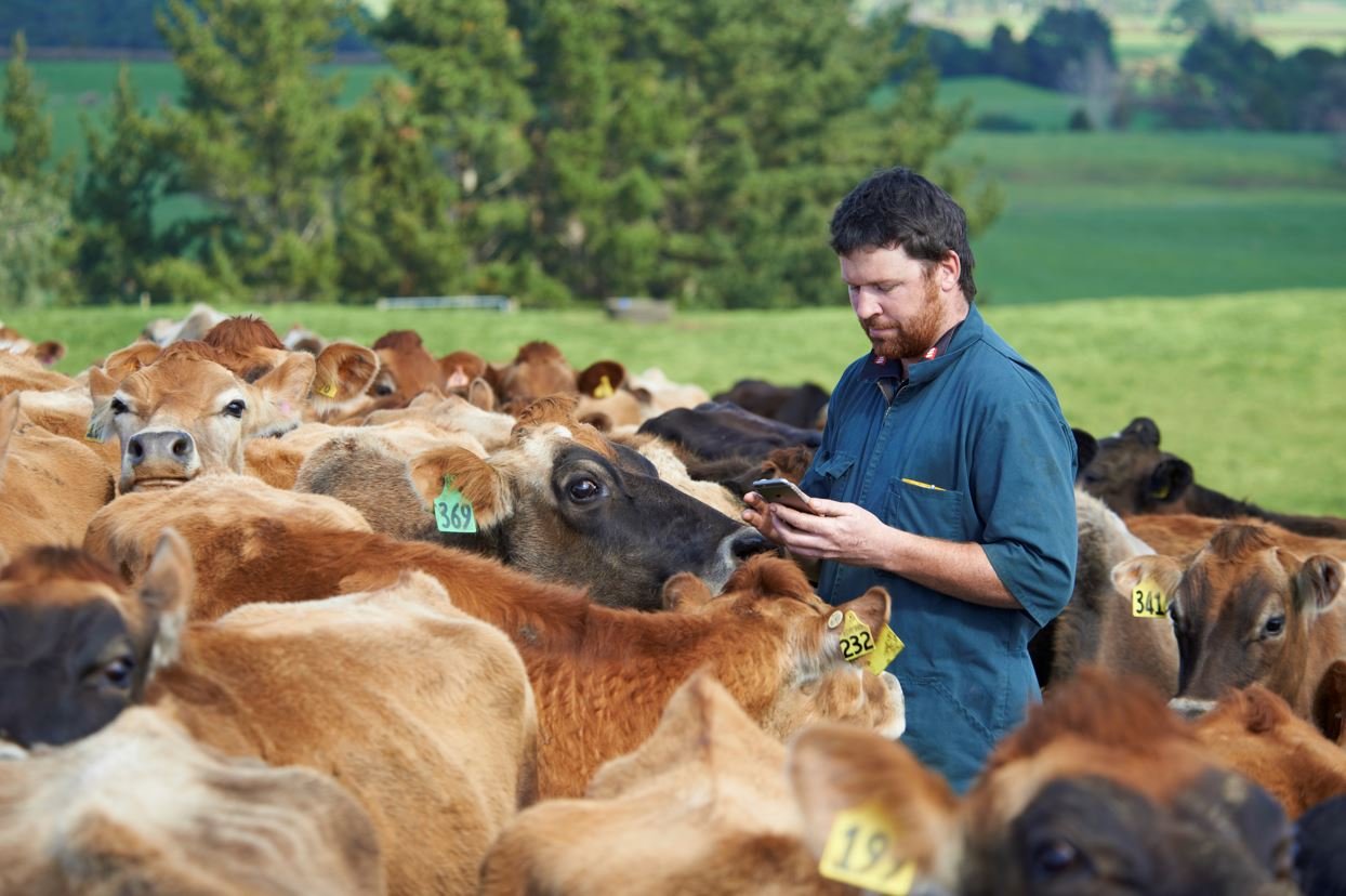 NZ’s National Animal Evaluation System Changes LIC Ireland