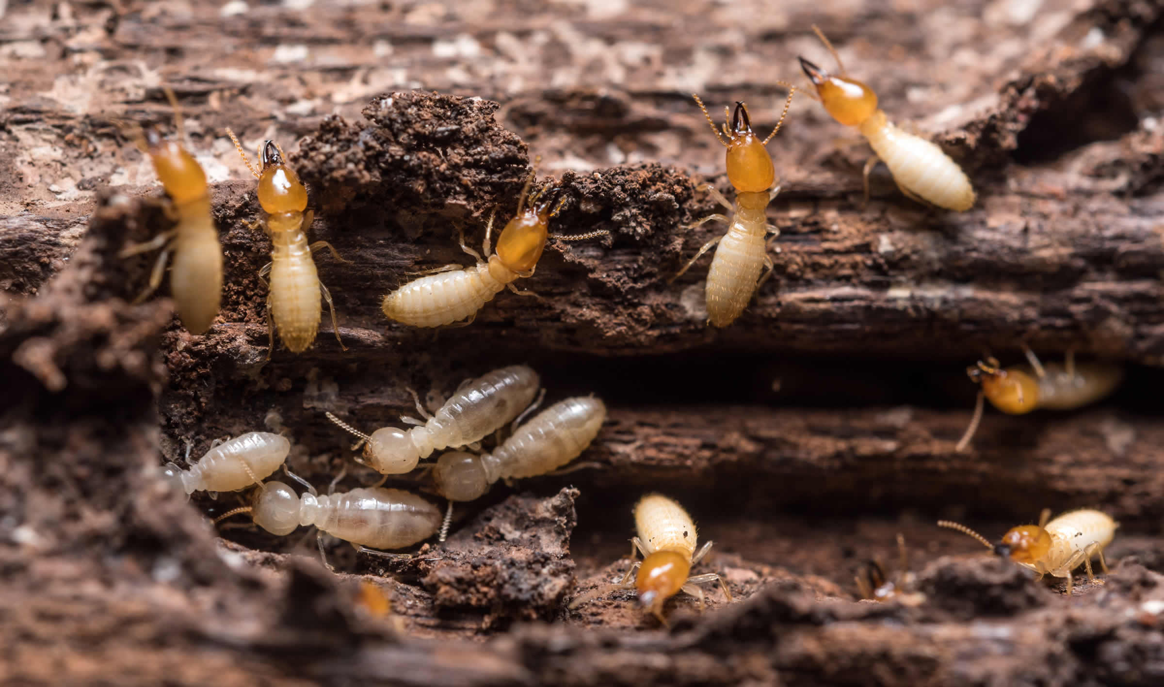 Termite Extermination Licence To Kill Pest Control