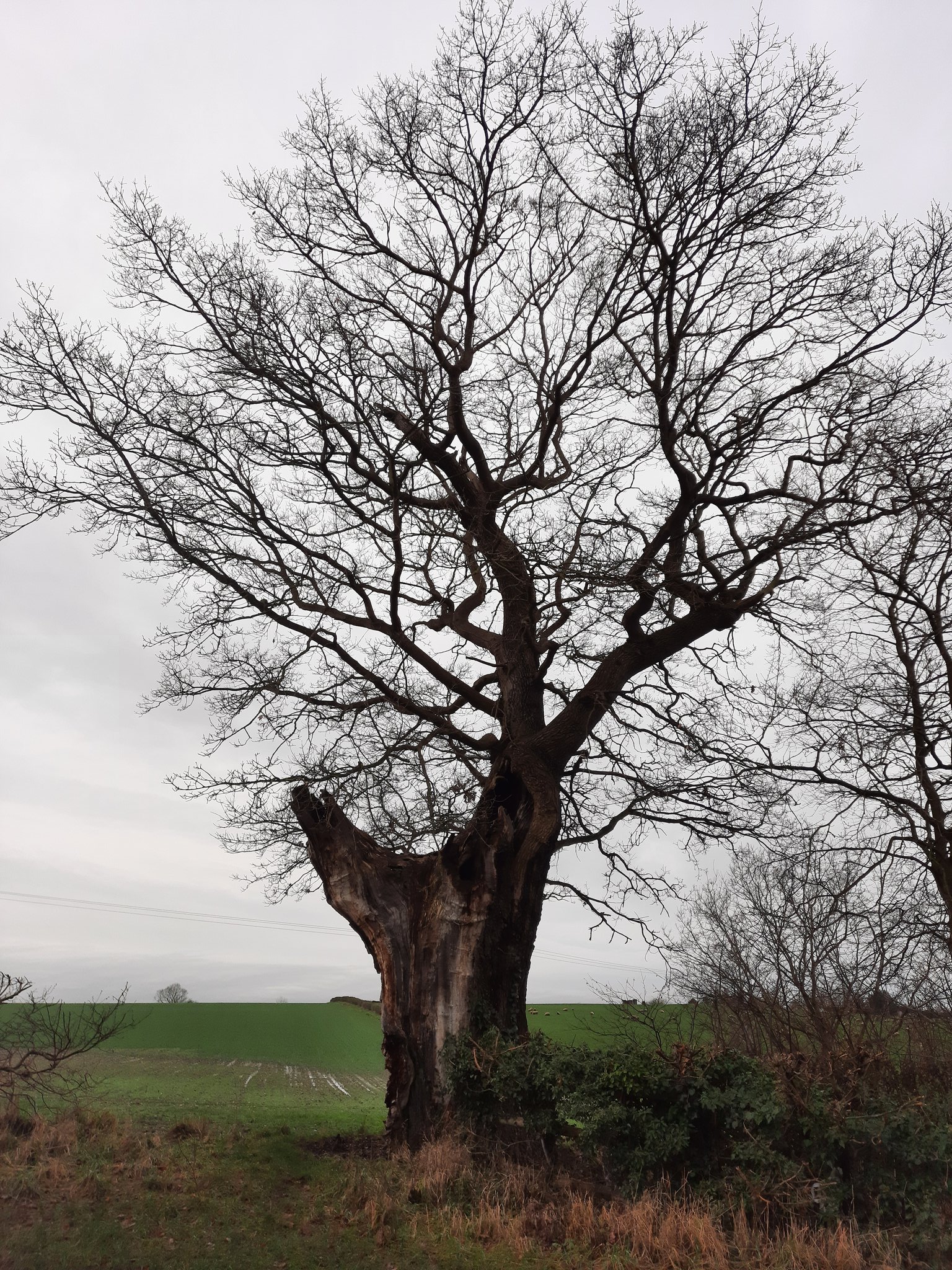 Christmas Tree Lichfield Lore