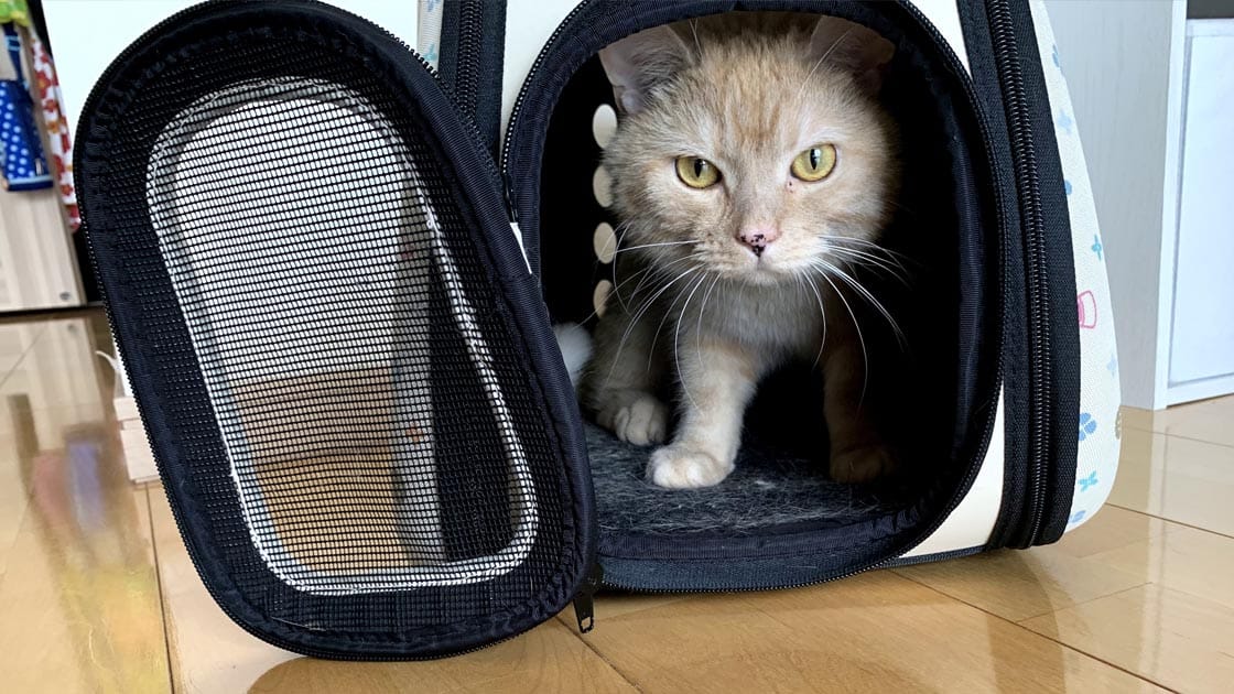 猫の防災グッズは何が必要？避難時に欠かせないグッズをチェック Lidea(リディア) by LION