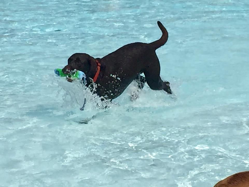 Dog Friendly Parks Long Island Dog Friendly Beaches