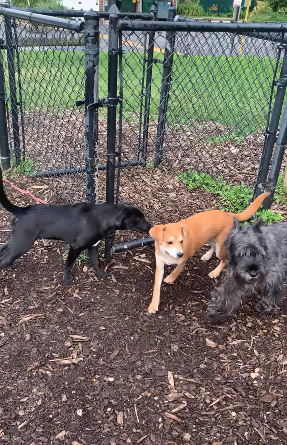 Dog Friendly Parks Long Island Dog Friendly Beaches