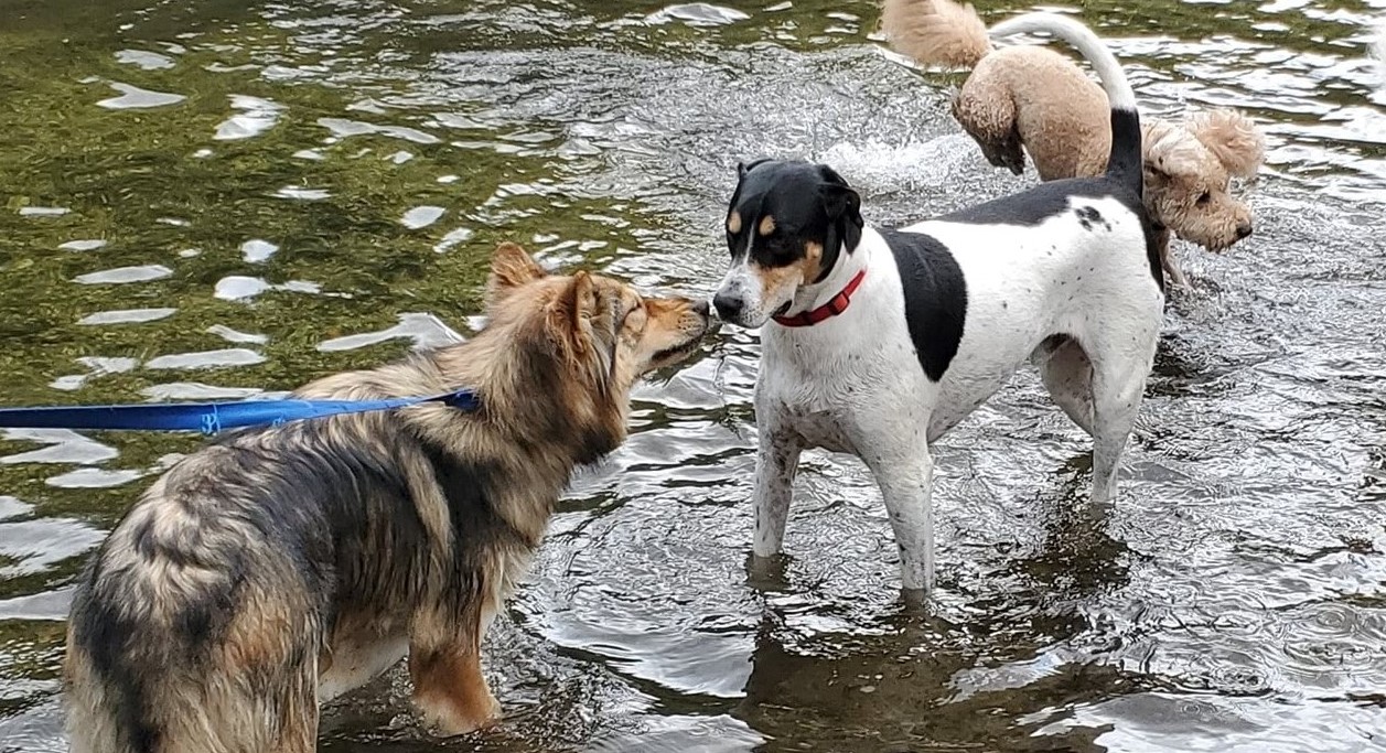 08/15/2020 LIDOG Pack Walk™ Massapequa Preserve • LIDOG