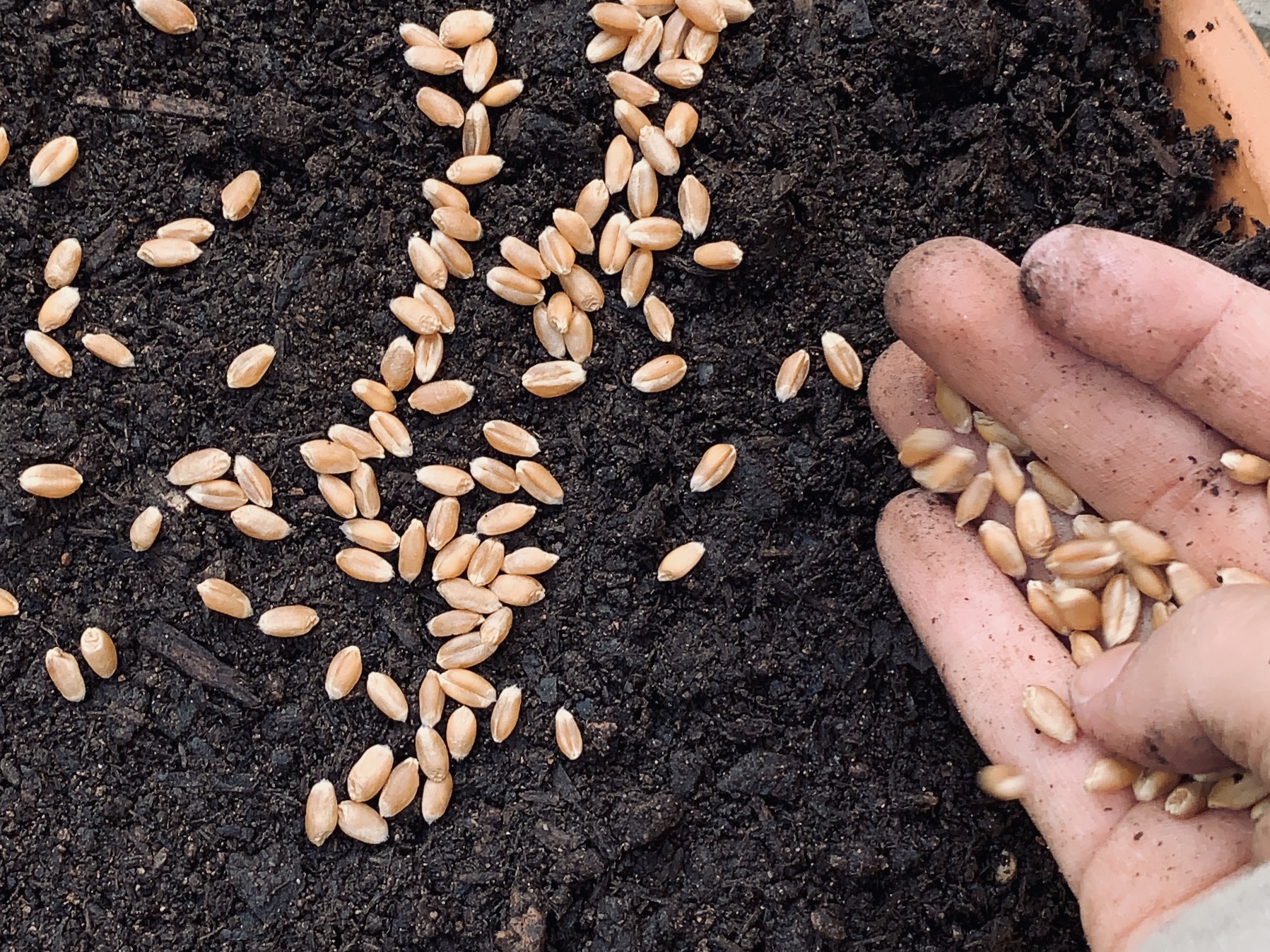 WIR SÄEN DIE SAMEN, DIE SAMEN SO FEIN... // OSTERGRAS SÄEN Lieblingsbande