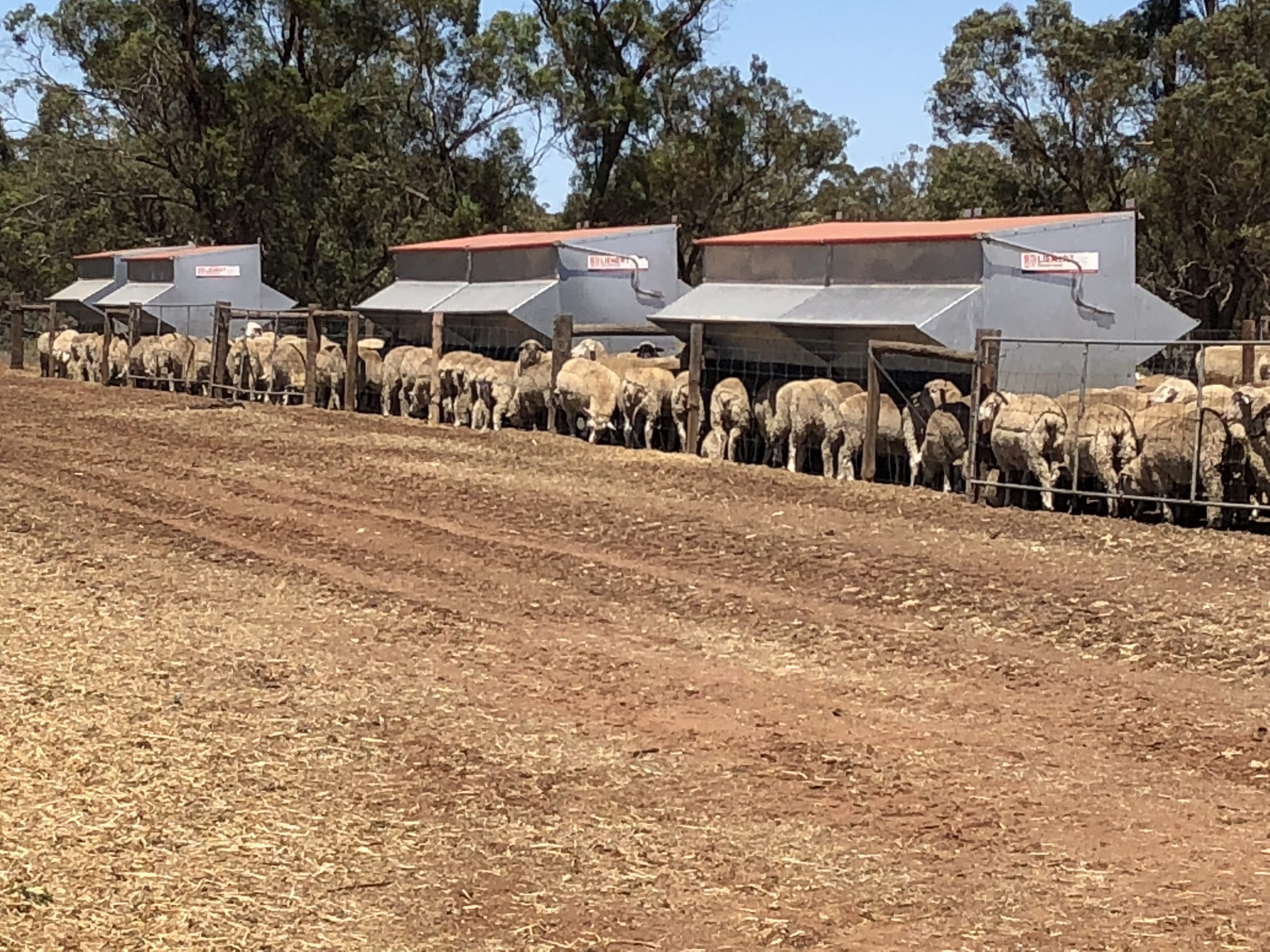 Grain feeders Lienert Engineering