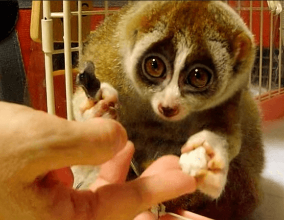 珍しいペット17選！値段や寿命、飼いやすさ・懐きやすさ【まとめ】